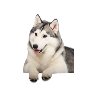 Husky PNG-72302